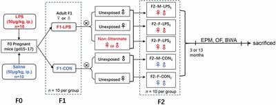 Prenatal exposure to inflammation increases anxiety-like behaviors in F1 and F2 generations: possible links to decreased FABP7 in hippocampus